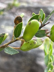 Acacia hispidula