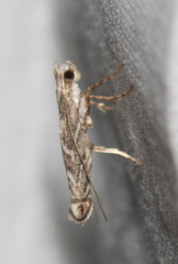 Epicephala trigonophora