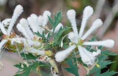 Petrophile diversifolia