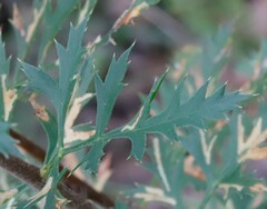 Petrophile diversifolia