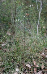 Petrophile diversifolia