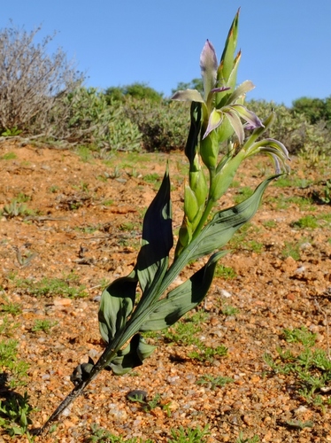Babiana planifolia