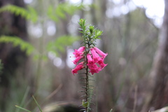 Epacris