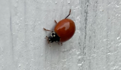 Cycloneda sanguinea