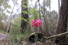 Epacris