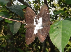Tagiades menaka
