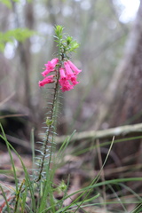 Epacris