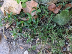 Polygonum