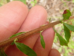 Oenothera filipes