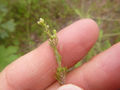 Oenothera filipes