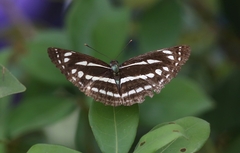Neptis nata