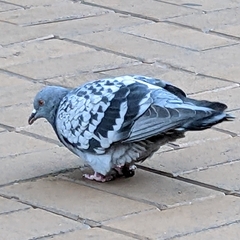Columba livia domestica