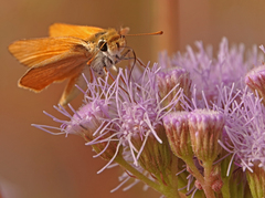Copaeodes aurantiaca