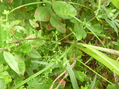 Galium bermudense