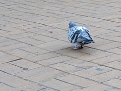 Columba livia domestica