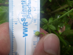 Galium bermudense