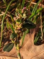 Polygonum