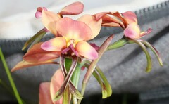 Diuris longifolia
