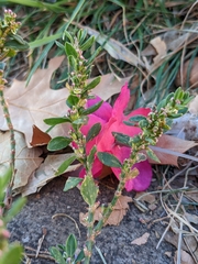 Polygonum