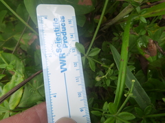 Galium bermudense