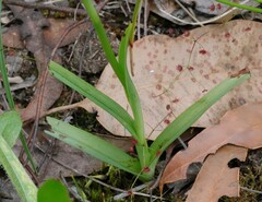 Diuris longifolia