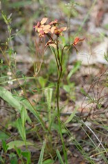 Diuris longifolia