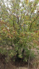 Fraxinus latifolia