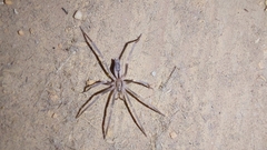 Megamyrmaekion schreineri