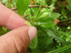Galium bermudense