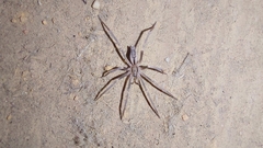 Megamyrmaekion schreineri