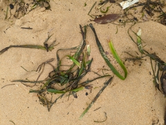 Posidonia australis