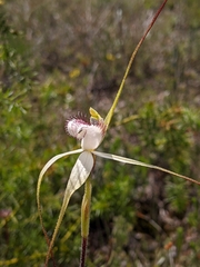 Caladenia venusta