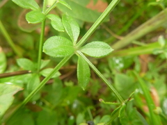 Galium bermudense