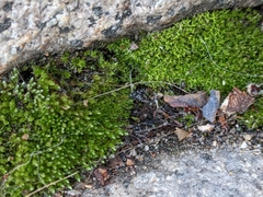 Bryopsida