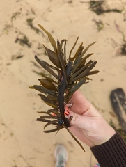 Phyllospora comosa