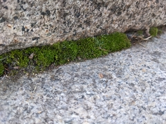 Bryopsida