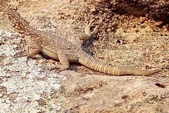 Oplurus quadrimaculatus