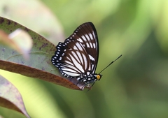 Euripus nyctelius