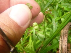 Galium bermudense