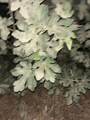 Ficus