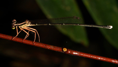 Pseudocopera ciliata