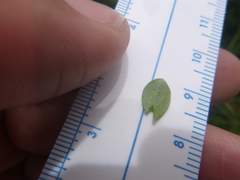 Galium bermudense
