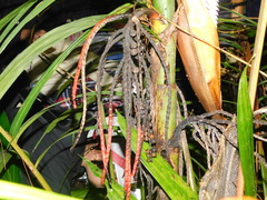 Arecoideae