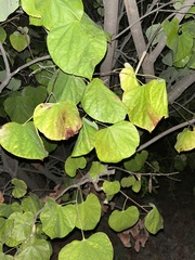 Cercis occidentalis