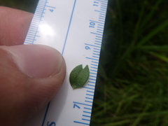 Galium bermudense