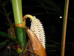 Arecoideae