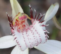 Caladenia longicauda