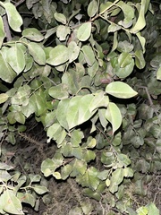 Prunus ilicifolia