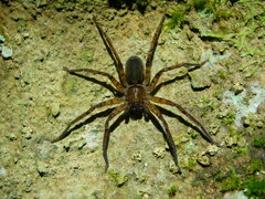 Heteropodinae