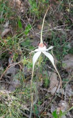 Caladenia longicauda